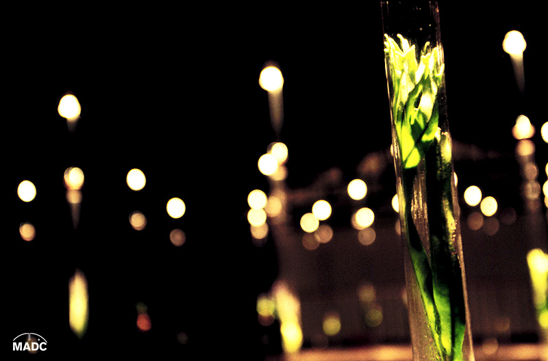 Umbral. Michele Brody